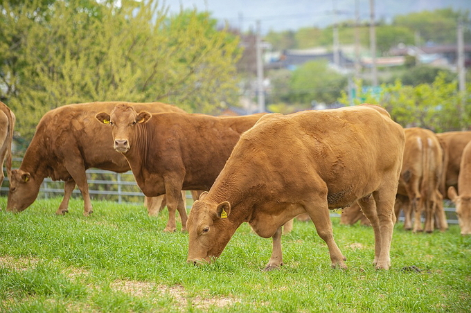 한우 이미지<사진=한우자조금관리위원회 제공>